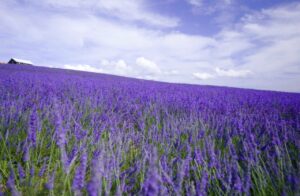 Lavander