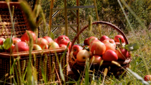 Apple Picking