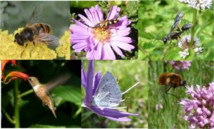 Pollinators Sustain Crop Production