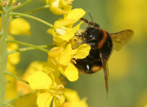 Pollinators Sustain Crop Production