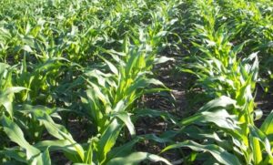 Technologies Changing Agriculture