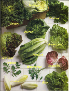 Lettuce Variety