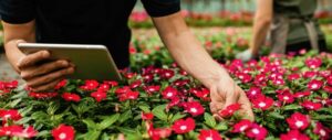 Closeup of unrecognizable worker using digital tablet while checking the flowers at garden center