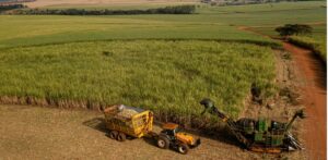 Bariri sao paulo brasil may 19 2022 harvester and trailer in sugarcane field in sunny afternoon