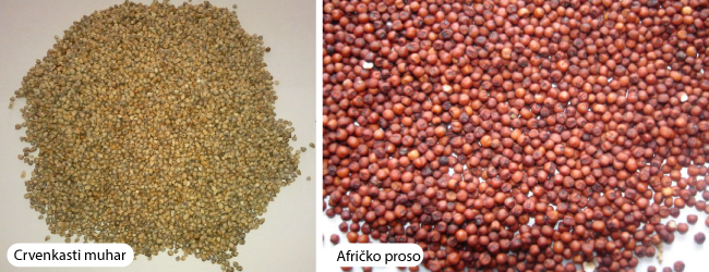 proso