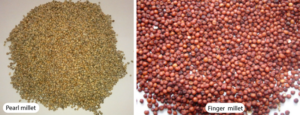 Millet - Forgotten Ancient Grain Responsible for Society as We Know It