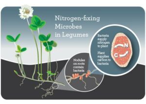 Higher Yields without Using Artificial Fertilizers and Pesticides?