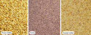 Millet - Forgotten Ancient Grain Responsible for Society as We Know It