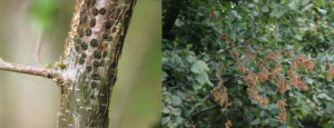 Wind–Born Disease Destroys Hazelnut Orchards