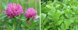 Plant Residue Management