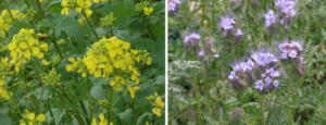 Plant Residue Management