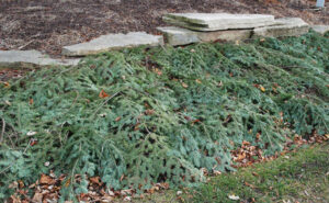 What to Do with Christmas Trees after Holidays? Recycle Them!