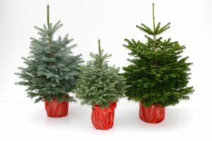 What to Do with Christmas Trees after Holidays? Recycle Them!