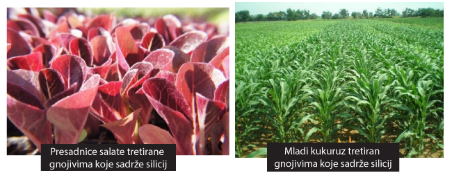 silicij