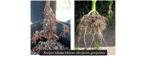 silicij korijen