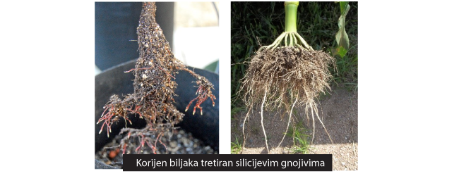 silicij korijen