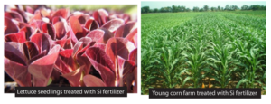 Benefits of Silicon on Plant Growth