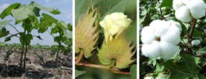 Growing Cotton Within a Cooperative