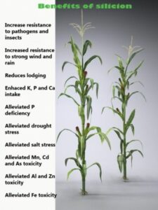 Benefits of Silicon on Plant Growth