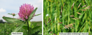 Keep Your Field in Good Shape - Sow Clover-Grass