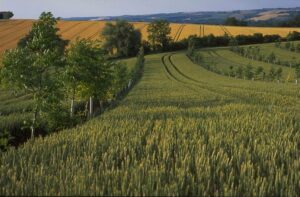 Growing Walnut Trees for Profit