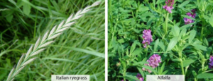 Keep Your Field in Good Shape - Sow Clover-Grass