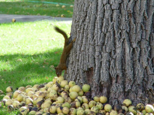 Growing Walnut Trees for Profit