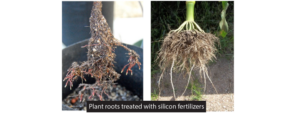 Benefits of Silicon on Plant Growth