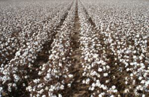 Growing Cotton Within a Cooperative