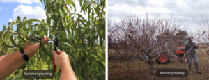 Pruning for Higher Yields
