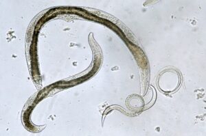 Farming with Nematodes