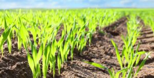 Cereal Farming with AGRIVI Software