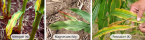 Reduced Fertilizer Use with Optimum Soil pH