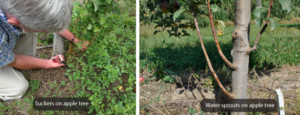 Pruning for Higher Yields