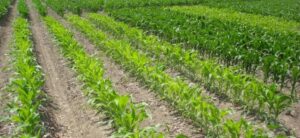 Nitrogen Cycling in Nature