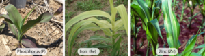 Reduced Fertilizer Use with Optimum Soil pH