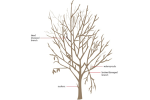 Pruning for Higher Yields