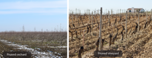Pruning for Higher Yields