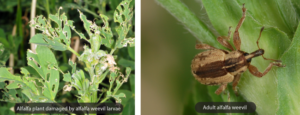 Alfalfa Pests Management With AGRIVI Farm Management System