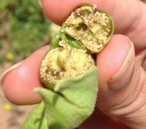 Jet Fuel Tobacco Replaces Smoking Tobacco on the Farm?