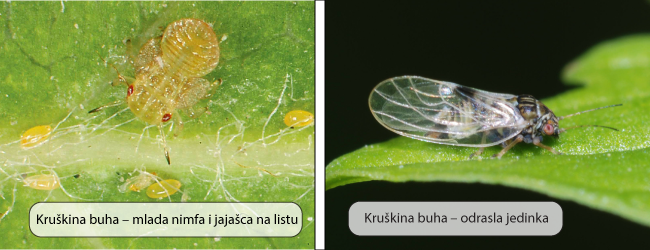 kruskina buha
