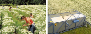 Increased Chamomile Production with Proper Farm Management Practices