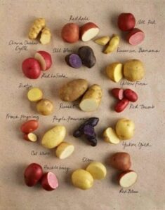Farm Management Practices for Increased Potato Tubers Yield