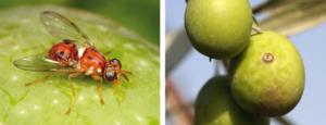 Manage Olive Fruit Fly by Following Protection Measures