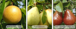 Managing Pear Psylla with AGRIVI System