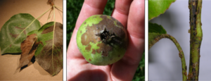 Managing Pear Psylla with AGRIVI System