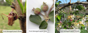 Frost Damage