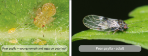 Managing Pear Psylla with AGRIVI System