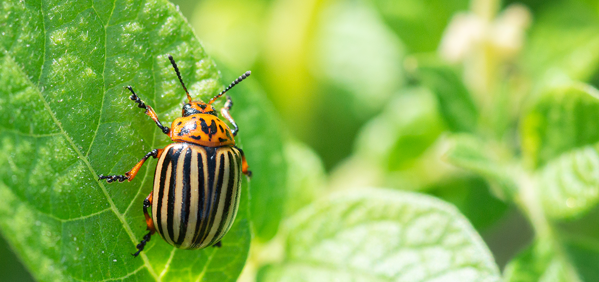 Commercial Pest Control In Marysville