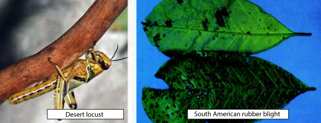 Worst Historical Pest